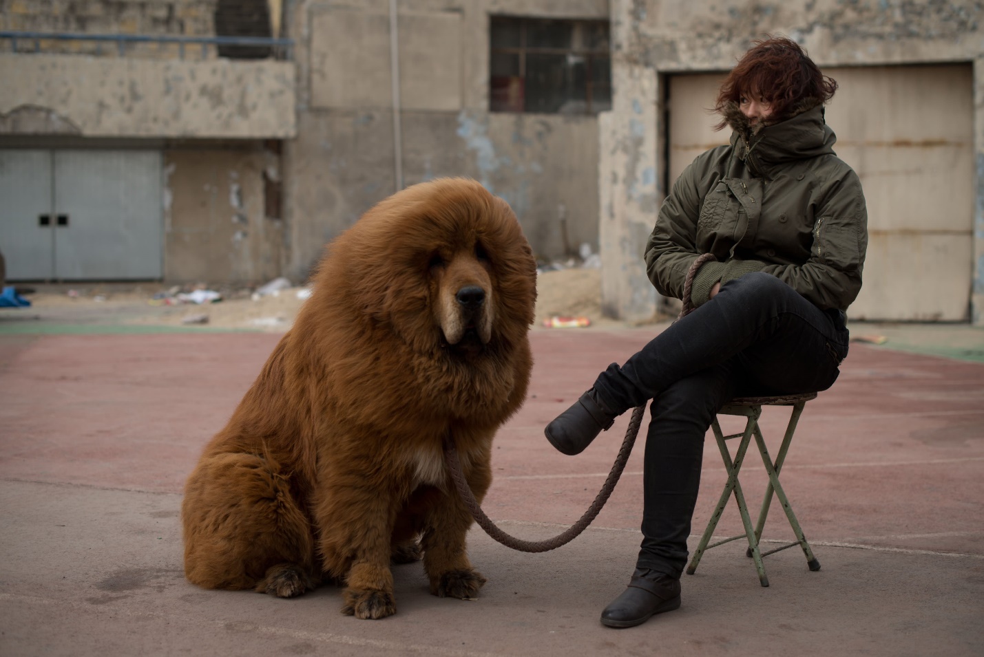  نژاد ماستیف تبتی (Tibetan Mastiff)